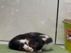 -1013 PET SHOP精品宠物商店(丁香店)