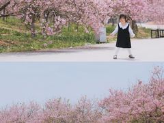 -天适樱花悠乐园