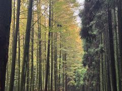 -山王坪喀斯特国家生态公园