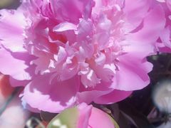 -螺大蛳柳州螺蛳粉·火锅·热干面(西城永捷店)