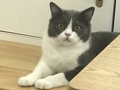-李小姐の猫咖啡馆(五角场店)