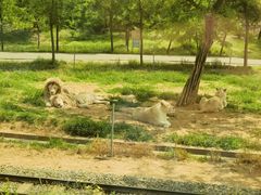 -秦皇岛野生动物园