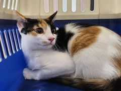 -派特宠物医院(圆融广场店)