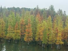 -白鹭湾湿地公园