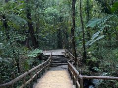 -莫里热带雨林景区