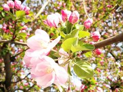 -海棠花溪(元大都城垣遗址公园)