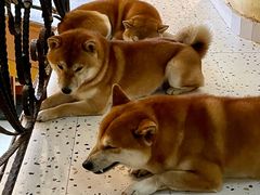 -喜柴咖啡·柴犬狗咖