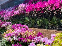 -双季花艺园艺市场(浦东店)