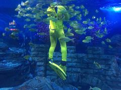 -烟台海昌鲸鲨海洋公园