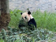 -都江堰中华大熊猫苑