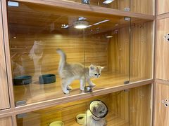 -猫十亿·布偶金渐层·曼基康矮脚猫舍(青年路店)