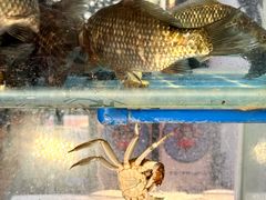 -二钳洞庭虾蟹·江湖菜(成都鹭岛店)