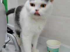 -瑞派动物医院·猫专科·至诚(江南中分院)