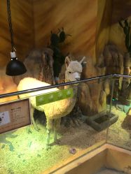 -未来动物城主题公园(正弘城店)