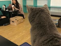 -萌喵宠狗爱心宠咖
