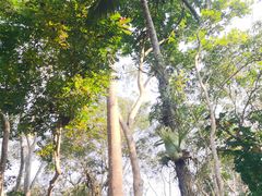 -中国科学院西双版纳热带植物园