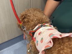 -宠物星动物医院·眼科·异宠·猫科(江南大道总院)