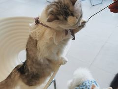 -怪兽屋·羊驼·猫咖·狗咖(俊华广场店)