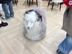 -安格丽娜·狗咖·猫咖羊驼咖(春熙路百盛商场店)