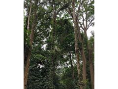 -广西壮族自治区药用植物园