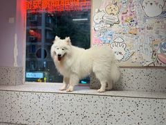 -毛绒耶耶撸宠馆·猫咖·狗咖·荷兰猪咖