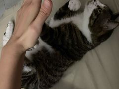 -喜多萌中农锦绣动物医院24H·猫科·牙科MRI·CT