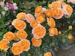 -金陵花卉交易市场
