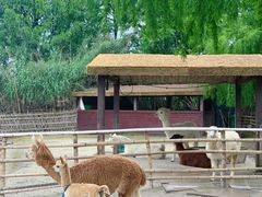 -宁波杭州湾国家湿地公园