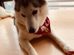 -Husky Go! 哈士奇体验馆·宠物咖啡厅狗咖