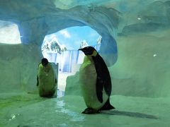 -海合安成都极地海洋公园