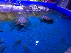 -白鹿仓冰雪海洋世界