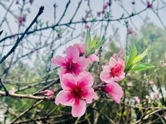 -重庆中央公园(渝北区)