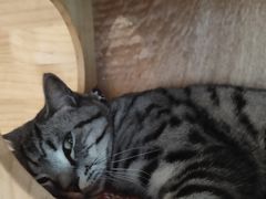 -喵屿·大理花园猫咖