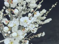 -石家庄市植物园