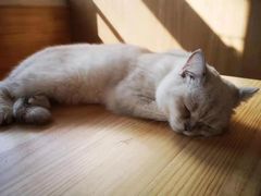 -猫腻·猫咖·撸猫馆(星光大道店)