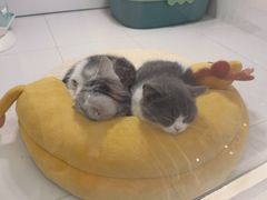 -1013 PET SHOP精品宠物商店(丁香店)