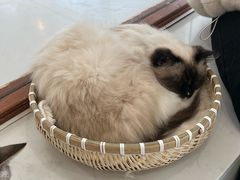 -共舞时光猫咖·狗咖(新街口店)