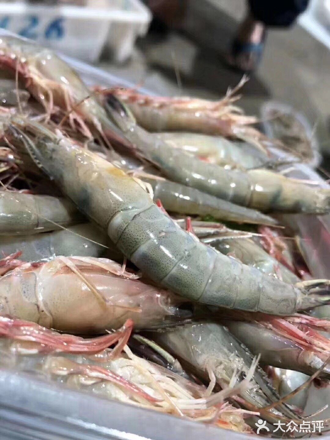 滑皮虾🦐 虾🦐中爱马仕