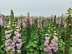 -径山花海