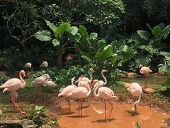 -海南热带野生动植物园