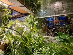 -Rainforest