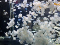 -太平洋海底世界