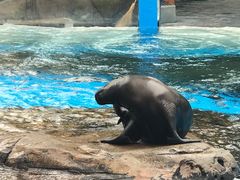 -海合安成都极地海洋公园