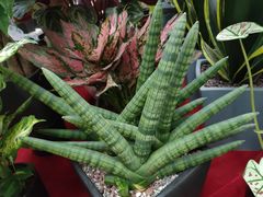 -秦美花卉(天朗·莱茵小城2期店)