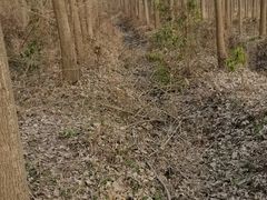 -合肥滨湖国家森林公园