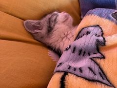 -欣宠猫屋·矮脚拿破仑·蓝金金渐层