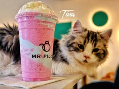 独角兽奶昔-飞行喵MR PILOT|猫舍·猫咖(静安大融城店)