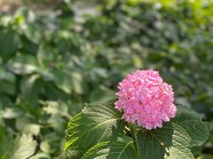 -上海滨江森林公园