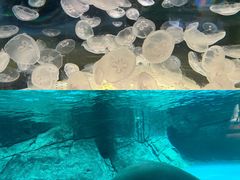 -海合安成都极地海洋公园