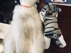 -宠爱国际动物医院·消化内科·心肾内科·ISFM猫友好(望京店)